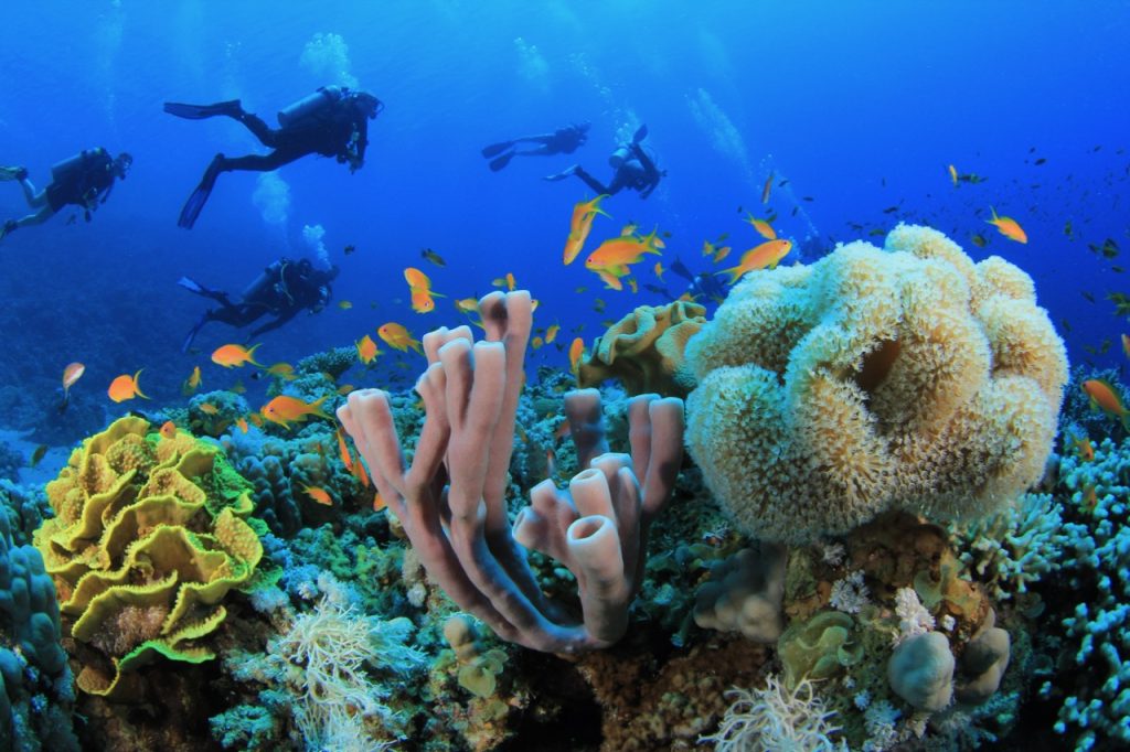 Exploring the Vibrant Coral Reefs of the Ocean