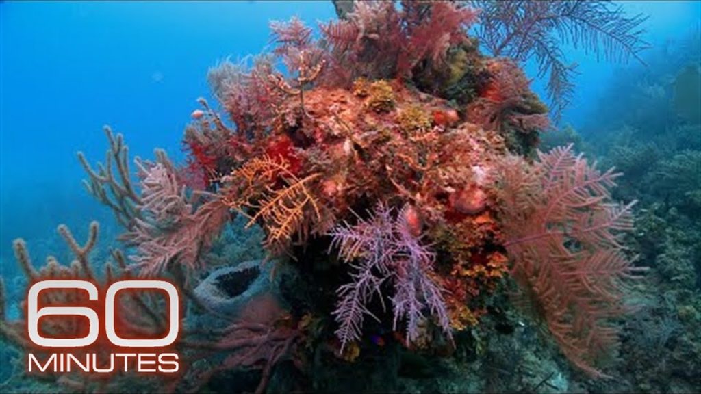 Exploring the Vibrant Coral Reefs of the Ocean