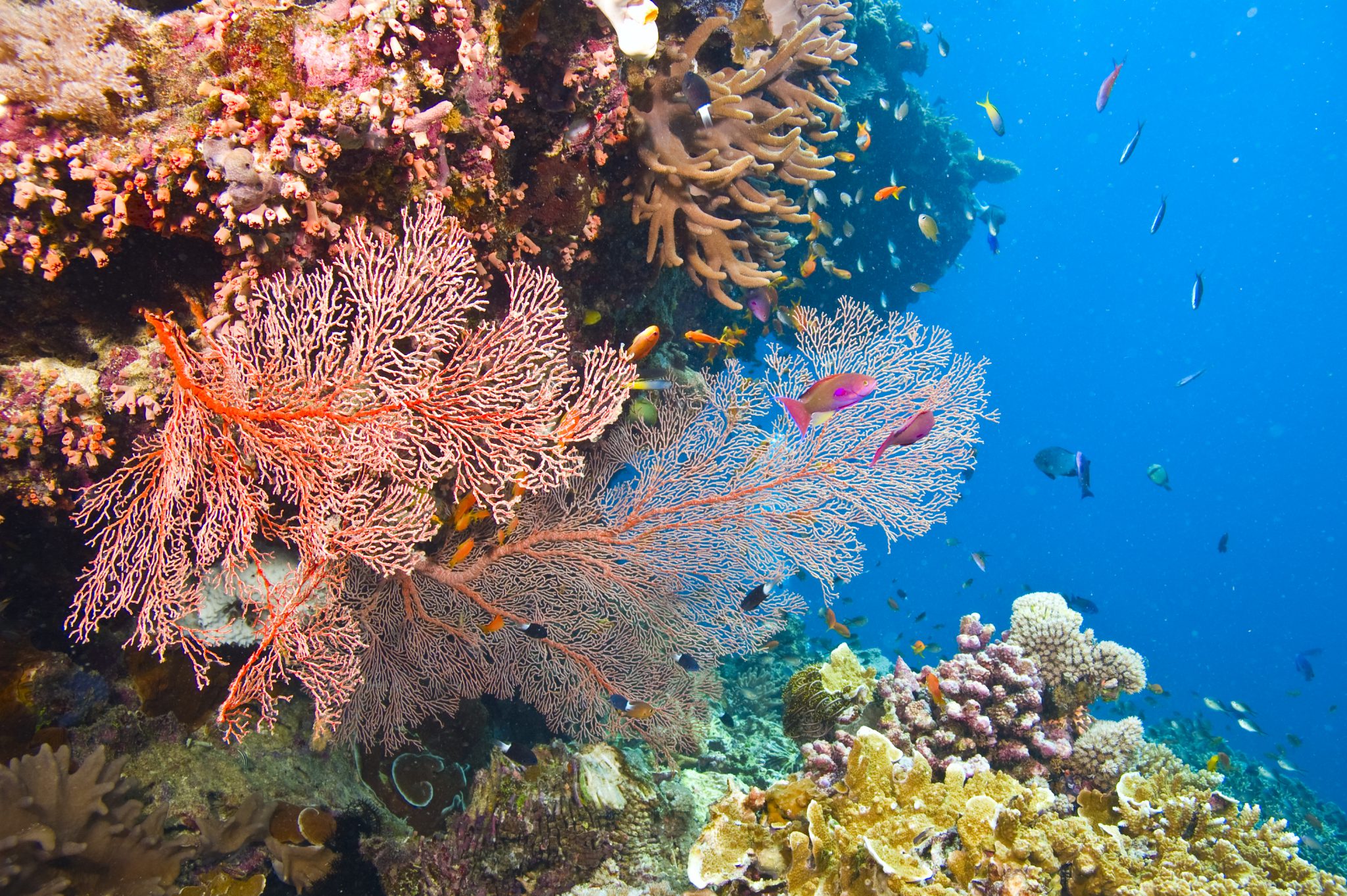 Exploring the Vibrant Coral Reefs of the Ocean - Merida Essentials